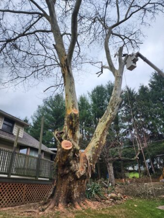 Cut Tree